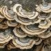Elegant Bracket (trametes Elegans) Liquid Culture