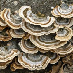 Elegant Bracket (Trametes elegans) Liquid Culture