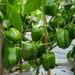 Emerald Giant Sweet Pepper, 1 Lb Organic Seeds, High Germination, Open Pollinated, Non-gmo Heirloom, (capsicum Annuum)