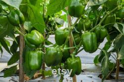 Emerald Giant Sweet Pepper, 1 Lb Organic Seeds, High Germination, Open Pollinated, Non-GMO Heirloom, (Capsicum annuum)
