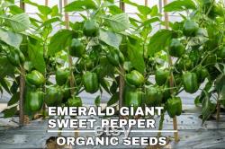 Emerald Giant Sweet Pepper, 1 Lb Organic Seeds, High Germination, Open Pollinated, Non-GMO Heirloom, (Capsicum annuum)