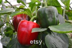 Emerald Giant Sweet Pepper, 1 Lb Organic Seeds, High Germination, Open Pollinated, Non-GMO Heirloom, (Capsicum annuum)