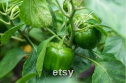 Emerald Giant Sweet Pepper, 1 Lb Organic Seeds, High Germination, Open Pollinated, Non-GMO Heirloom, (Capsicum annuum)