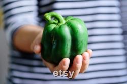 Emerald Giant Sweet Pepper, 1 Lb Organic Seeds, High Germination, Open Pollinated, Non-GMO Heirloom, (Capsicum annuum)