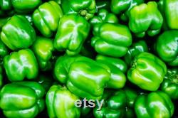 Emerald Giant Sweet Pepper, 1 Lb Organic Seeds, High Germination, Open Pollinated, Non-GMO Heirloom, (Capsicum annuum)