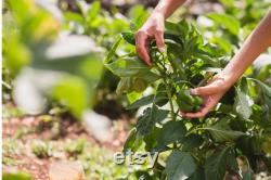 Emerald Giant Sweet Pepper, 1 Lb Organic Seeds, High Germination, Open Pollinated, Non-GMO Heirloom, (Capsicum annuum)