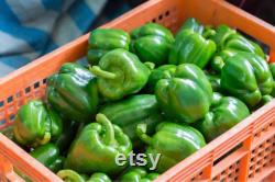Emerald Giant Sweet Pepper, 1 Lb Organic Seeds, High Germination, Open Pollinated, Non-GMO Heirloom, (Capsicum annuum)