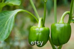 Emerald Giant Sweet Pepper, 1 Lb Organic Seeds, High Germination, Open Pollinated, Non-GMO Heirloom, (Capsicum annuum)