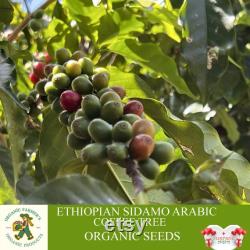 Ethiopian Sidamo Arabic Coffee Tree Organic Seeds, 10 Count Ethiopian Coffee Tree Seed, Potted and Garden Coffee Plant, Non-GMO Heirloom