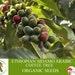 Ethiopian Sidamo Arabic Coffee Tree Organic Seeds, 10 Count Ethiopian Coffee Tree Seed, Potted And Garden Coffee Plant, Non-gmo Heirloom