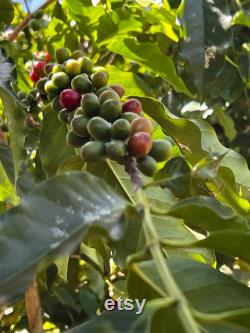 Ethiopian Sidamo Arabic Coffee Tree Organic Seeds, 10 Count Ethiopian Coffee Tree Seed, Potted and Garden Coffee Plant, Non-GMO Heirloom