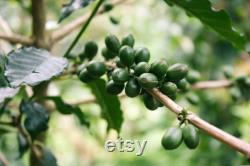 Ethiopian Sidamo Arabic Coffee Tree Organic Seeds, 10 Count Ethiopian Coffee Tree Seed, Potted and Garden Coffee Plant, Non-GMO Heirloom