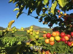 Ethiopian Sidamo Arabic Coffee Tree Organic Seeds, 10 Count Ethiopian Coffee Tree Seed, Potted and Garden Coffee Plant, Non-GMO Heirloom