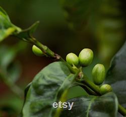 Ethiopian Sidamo Arabic Coffee Tree Organic Seeds, 10 Count Ethiopian Coffee Tree Seed, Potted and Garden Coffee Plant, Non-GMO Heirloom