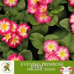 Evening Primrose Organic Seeds, 20 Count Evening Primrose Seed, Evening Primrose Plant for Garden and Pot, Non-GMO Heirloom