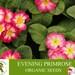Evening Primrose Organic Seeds, 20 Count Evening Primrose Seed, Evening Primrose Plant For Garden And Pot, Non-gmo Heirloom