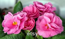Evening Primrose Organic Seeds, 20 Count Evening Primrose Seed, Evening Primrose Plant for Garden and Pot, Non-GMO Heirloom