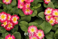Evening Primrose Organic Seeds, 20 Count Evening Primrose Seed, Evening Primrose Plant for Garden and Pot, Non-GMO Heirloom