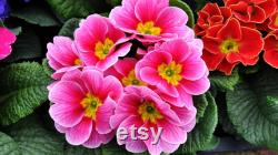 Evening Primrose Organic Seeds, 20 Count Evening Primrose Seed, Evening Primrose Plant for Garden and Pot, Non-GMO Heirloom