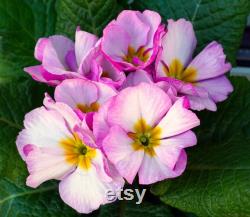 Evening Primrose Organic Seeds, 20 Count Evening Primrose Seed, Evening Primrose Plant for Garden and Pot, Non-GMO Heirloom