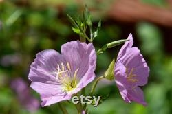 Evening Primrose Organic Seeds, 20 Count Evening Primrose Seed, Evening Primrose Plant for Garden and Pot, Non-GMO Heirloom