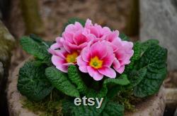 Evening Primrose Organic Seeds, 20 Count Evening Primrose Seed, Evening Primrose Plant for Garden and Pot, Non-GMO Heirloom