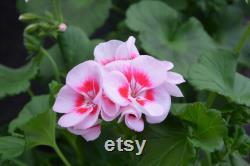 Evening Primrose Organic Seeds, 20 Count Evening Primrose Seed, Evening Primrose Plant for Garden and Pot, Non-GMO Heirloom