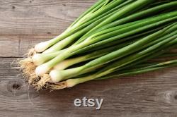Evergreen Nebuka Bunching Onion Heirloom Seeds 1 Gram Scallions tohumlar , Non-GMO- ,Green Onions, Japanese Onion , (Allium fistulosum)