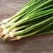 Evergreen Nebuka Bunching Onion Heirloom Seeds 1 Gram Scallions Tohumlar , Non-gmo- ,green Onions, Japanese Onion , (allium Fistulosum)
