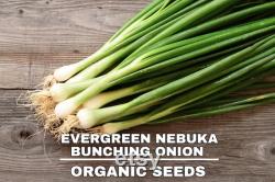 Evergreen Nebuka Bunching Onion Heirloom Seeds 1 Gram Scallions tohumlar , Non-GMO- ,Green Onions, Japanese Onion , (Allium fistulosum)