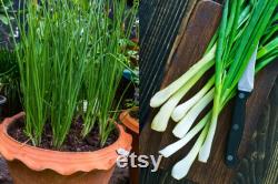 Evergreen Nebuka Bunching Onion Heirloom Seeds 1 Gram Scallions tohumlar , Non-GMO- ,Green Onions, Japanese Onion , (Allium fistulosum)