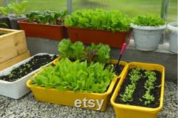 Evergreen Nebuka Bunching Onion Heirloom Seeds 1 Gram Scallions tohumlar , Non-GMO- ,Green Onions, Japanese Onion , (Allium fistulosum)