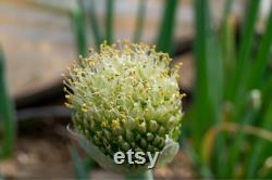 Evergreen Nebuka Bunching Onion Heirloom Seeds 1 Gram Scallions tohumlar , Non-GMO- ,Green Onions, Japanese Onion , (Allium fistulosum)