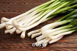 Evergreen Nebuka Bunching Onion Heirloom Seeds 1 Gram Scallions tohumlar , Non-GMO- ,Green Onions, Japanese Onion , (Allium fistulosum)