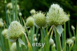 Evergreen Nebuka Bunching Onion Heirloom Seeds 1 Gram Scallions tohumlar , Non-GMO- ,Green Onions, Japanese Onion , (Allium fistulosum)