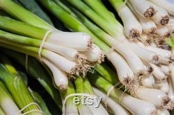 Evergreen Nebuka Bunching Onion Heirloom Seeds 1 Gram Scallions tohumlar , Non-GMO- ,Green Onions, Japanese Onion , (Allium fistulosum)