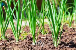 Evergreen Nebuka Bunching Onion Heirloom Seeds 1 Gram Scallions tohumlar , Non-GMO- ,Green Onions, Japanese Onion , (Allium fistulosum)