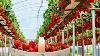 Excellent Hydroponic Strawberries Farming In Greenhouse And Satisfying Harvesting Process