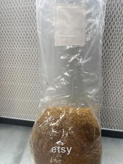 FREE SHIPPING 6 pack 2.25 LB Organic Steralized Millet Mushroom Grow Bags