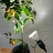 Full Spectrum Growlight Includes Stand Clip Sansi 10w Full-spectrum Led Grow Light,with Electrical Socket And Clamp Attach To Container