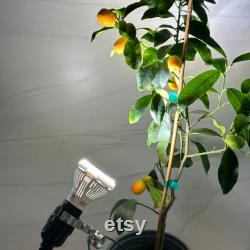 FULL SPECTRUM Growlight Includes Stand Clip Sansi 10W Full-Spectrum LED Grow Light,With Electrical Socket and Clamp Attach to Container
