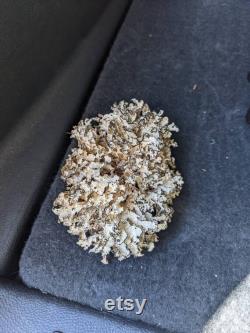 FUNGI TUMBLE WEED, Parmotrema Hypotropum, Mushrooms