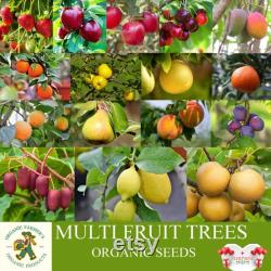Fruit Trees Organic Seeds, Hundreds of Organic Fruit Seeds, Organic Rare Plants for Pot and Garden, Non-GMO Heirloom Multi Fruit Tree
