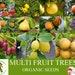 Fruit Trees Organic Seeds, Hundreds Of Organic Fruit Seeds, Organic Rare Plants For Pot And Garden, Non-gmo Heirloom Multi Fruit Tree