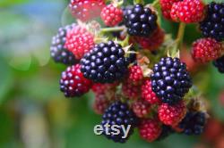 Fruit Trees Organic Seeds, Hundreds of Organic Fruit Seeds, Organic Rare Plants for Pot and Garden, Non-GMO Heirloom Multi Fruit Tree
