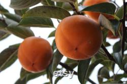 Fruit Trees Organic Seeds, Hundreds of Organic Fruit Seeds, Organic Rare Plants for Pot and Garden, Non-GMO Heirloom Multi Fruit Tree