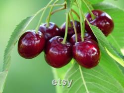 Fruit Trees Organic Seeds, Hundreds of Organic Fruit Seeds, Organic Rare Plants for Pot and Garden, Non-GMO Heirloom Multi Fruit Tree