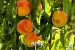 Fruit Trees Organic Seeds, Hundreds of Organic Fruit Seeds, Organic Rare Plants for Pot and Garden, Non-GMO Heirloom Multi Fruit Tree