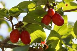 Fruit Trees Organic Seeds, Hundreds of Organic Fruit Seeds, Organic Rare Plants for Pot and Garden, Non-GMO Heirloom Multi Fruit Tree