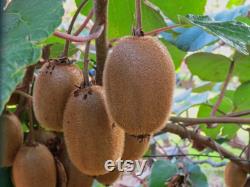 Fruit Trees Organic Seeds, Hundreds of Organic Fruit Seeds, Organic Rare Plants for Pot and Garden, Non-GMO Heirloom Multi Fruit Tree
